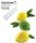 Limone & Lime 120 Szilikon forma 88x61mm  120ml 5db/ forma